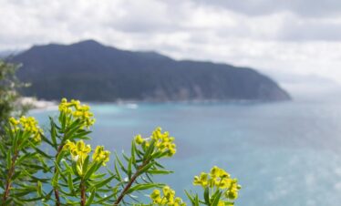 ligurian flowers
